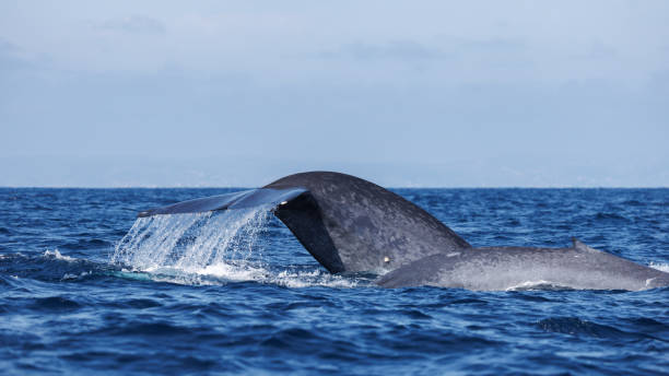 istock Blue whale fluke and blue whale dorsal fin 1418830482