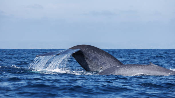 Blue whale fluke and blue whale dorsal fin stock photo