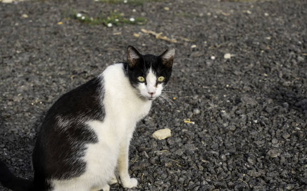istock Street abandoned cats 1418830698