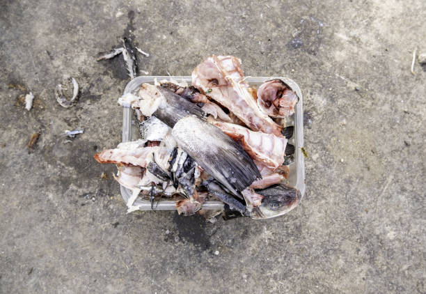 Dried fish bone Detail of dead and dried fish in the sun, food for stray animals fish dead animal dead body death stock pictures, royalty-free photos & images