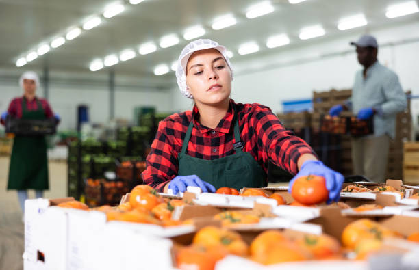l'operaia donna controlla e smista i pomodori maturi in magazzino - business mature adult employment issues women foto e immagini stock