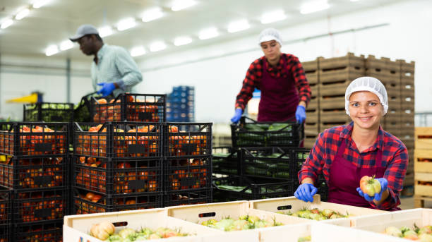 istock Woman worker stacking organic tomatoes in boxes at agricultural manufacturing 1418832232