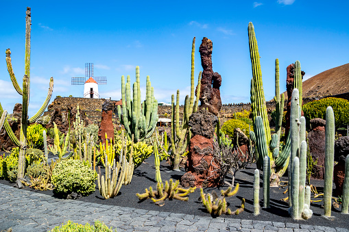 Travel concept. Amazing view of tropical cactus garden (Jardin de Cactus) in Guatiza village. Location: Lanzarote, Canary Islands, Spain. Artistic picture. Beauty world.