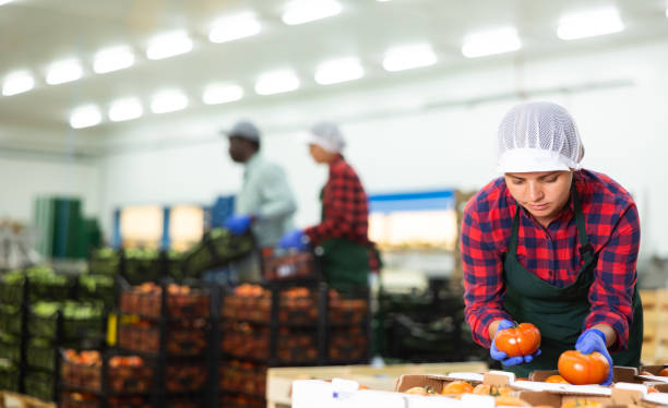 istock Woman worker stacking organic tomatoes in boxes at agricultural manufacturing 1418832582