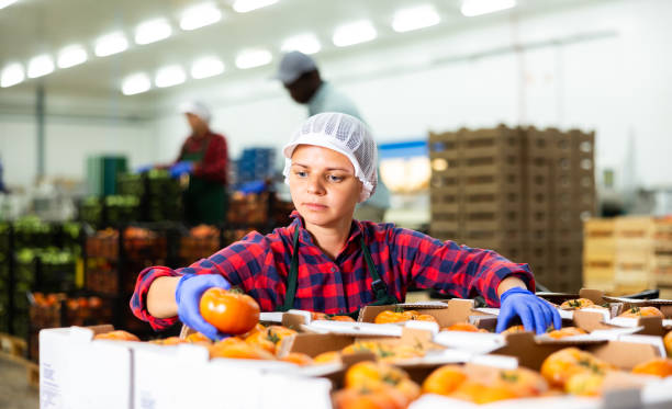 istock Young woman sorting and packaging ripe tomatoes in warehouse 1418832587