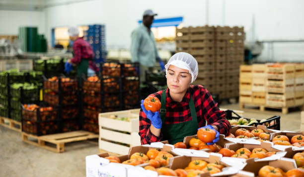 istock Young farmer woman inspects freshly picked tomatoes 1418832597