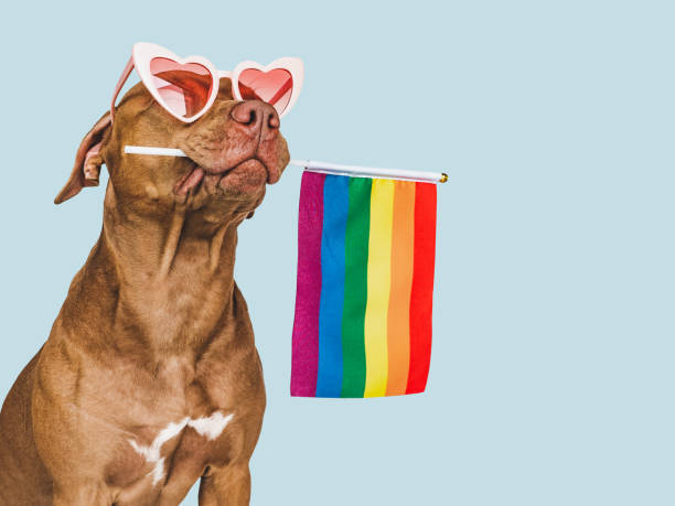 istock Lovable, pretty dog and Rainbow Flag. Closeup 1418832719