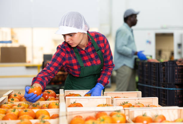 istock Young farmer woman inspects freshly picked tomatoes 1418832792