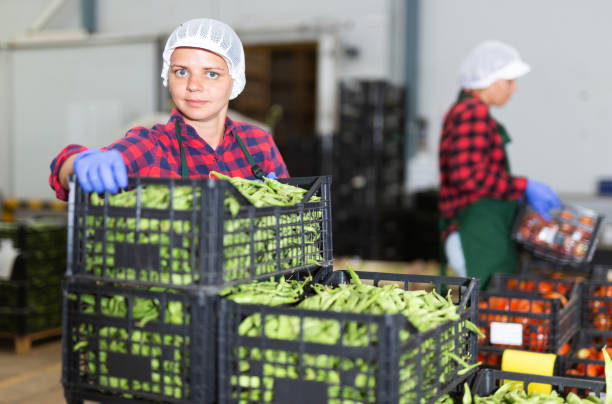 istock Portrait of woman working on sorting line at vegetable warehouse, stacking boxes with selected beans closeup 1418832898