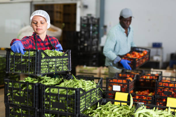 istock Portrait of woman working on sorting line at vegetable warehouse, stacking boxes with selected beans closeup 1418832921