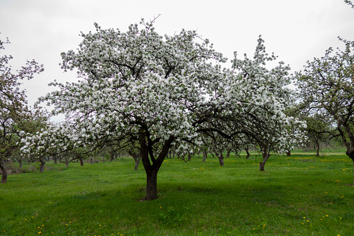 Cherry Tree, White Color, Flower, Blossom, Tree