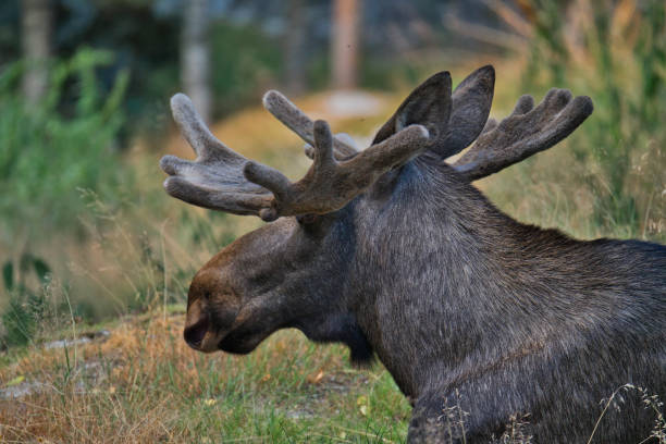 istock profile of a male moose 1418834230