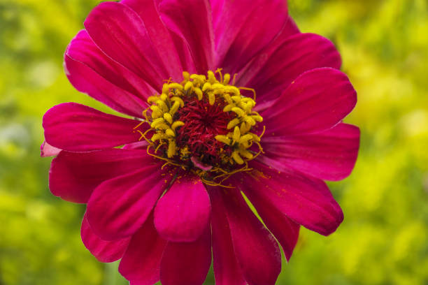 one beautiful red flower on a bright background
