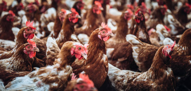 istock chickens run in one direction on organic farm. in free-range husbandry, barn husbandry. 1418839562