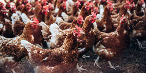 istock chickens run in one direction on organic farm. in free-range husbandry, barn husbandry. 1418839573