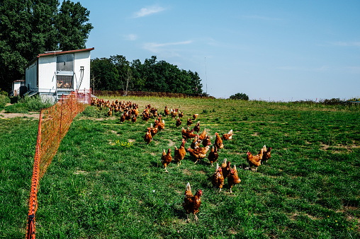 Lots of chickens run in one direction on organic farm. in free-range husbandry, barn husbandry.