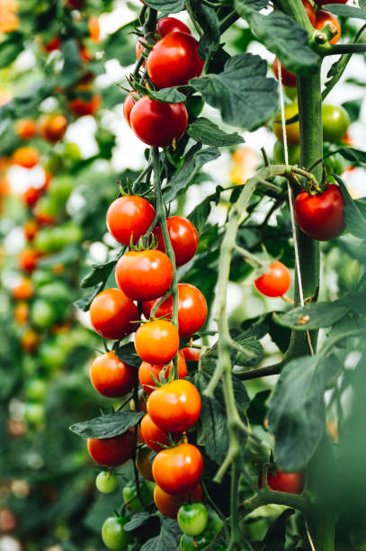 vertical, portrait format red, ripe tomatoes on the bush. Cherry tomatoes