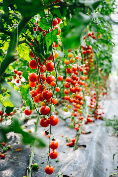 istock vertical, portrait format red, ripe tomatoes on the bush. Cherry tomatoes 1418839716