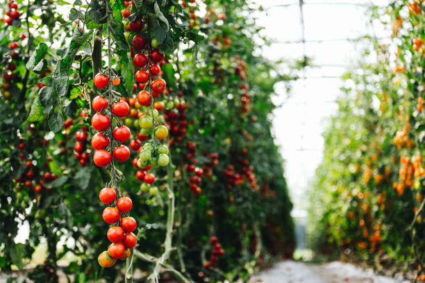 horizontal format red, ripe tomatoes on the bush. Cherry tomatoes stock photo