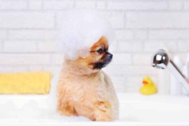 istock Bathing spinz in bathtub with foam looking to the side 1418839850