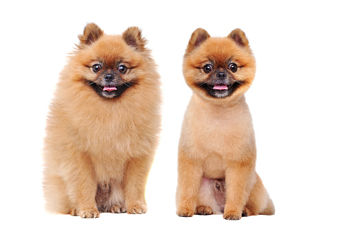 Comparison of pomeranian before and after grooming at the white background
