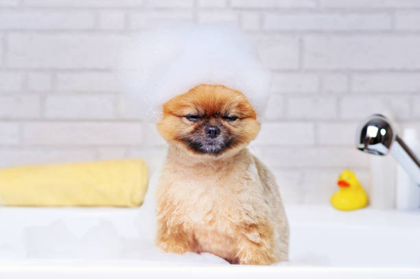 istock Little spitz with foam on the head relaxing while bathing 1418839879