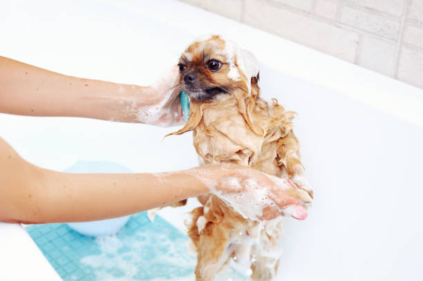 istock Spitz being washed in a bathtub with foam 1418839916
