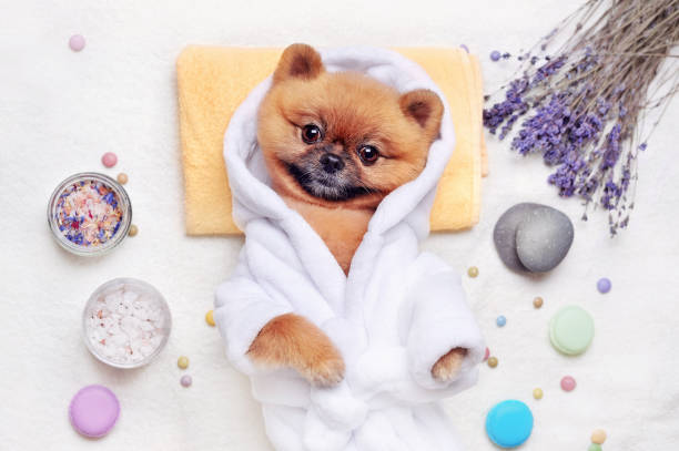 istock Spitz dressed in bathrobe laying at the SPA procedures top view 1418839920