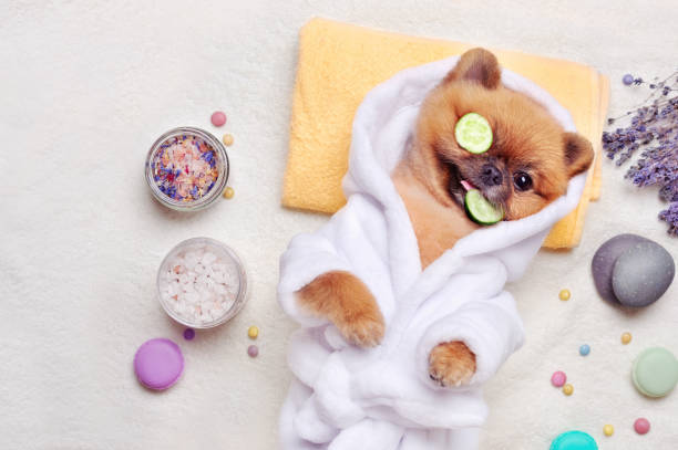 istock Spitz having cucumbers mask on eyes and tasting cucumber 1418839932