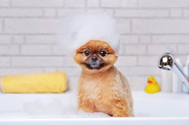 istock Spitz in the bathtub with shampoo foam on the head 1418839940