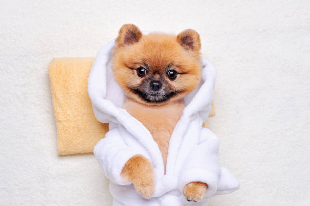 View from above of pomeranian spitz having rest in SPA View from above of pomeranian spitz having rest in SPA pomeranian dog taking a bath stock pictures, royalty-free photos & images