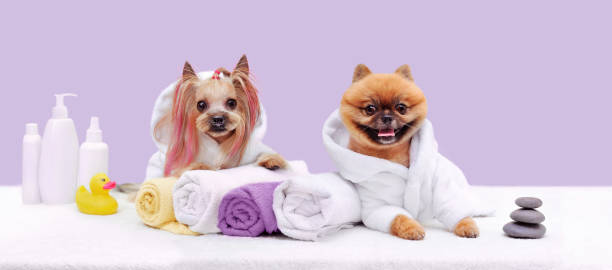 istock Wide grooming banner  with yorkshire terrier and spitz 1418839979