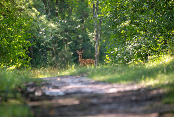istock White-Tailed Deer on dirt road 1418840291