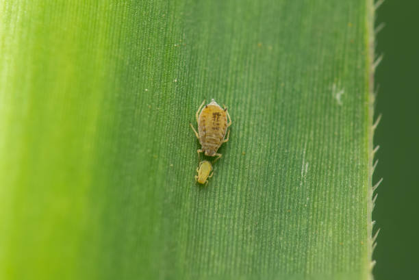 Aphids in the wild, North China