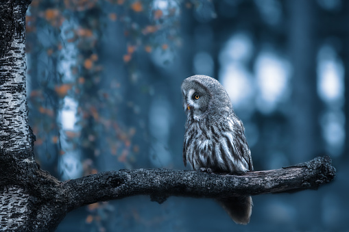 A great grey owl sitting on a branch in twilight