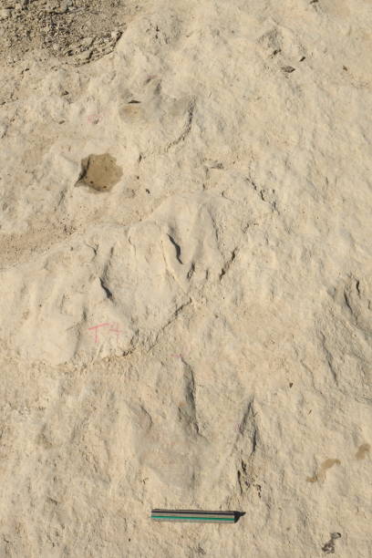 istock Dinosaurs' Footprints, Glen Rose, Texas, Part III 1418840973