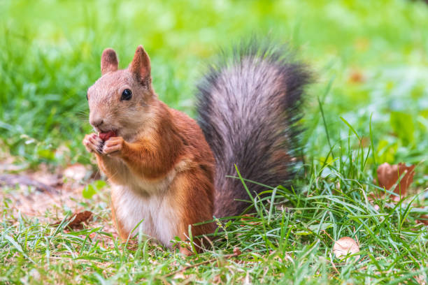 istock Autumn squirrel with nut sits on green grass with fallen yellow leaves 1418841719