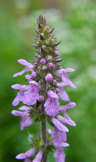 Stachys palustris grows among grasses in the wild