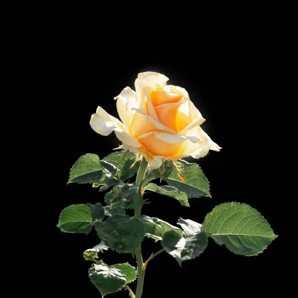 Photo of Yellow rose with green leaves. Isolation on a black background