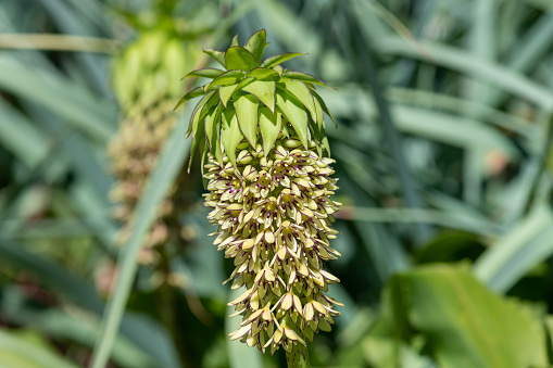Close up of green pineapple lily (eucomis) flowers in bloom