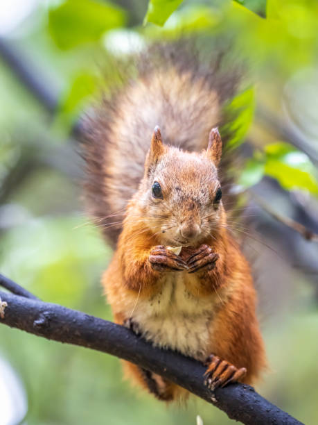 istock The squirrel with nut sits on tree in the autumn. Eurasian red squirrel, Sciurus vulgaris. 1418843274