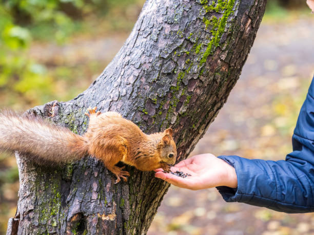 istock The boy feeds a squirrel with nuts from a hand in the wood 1418843288