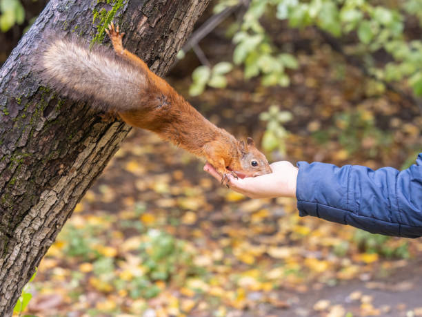 istock The boy feeds a squirrel with nuts from a hand in the wood 1418843303