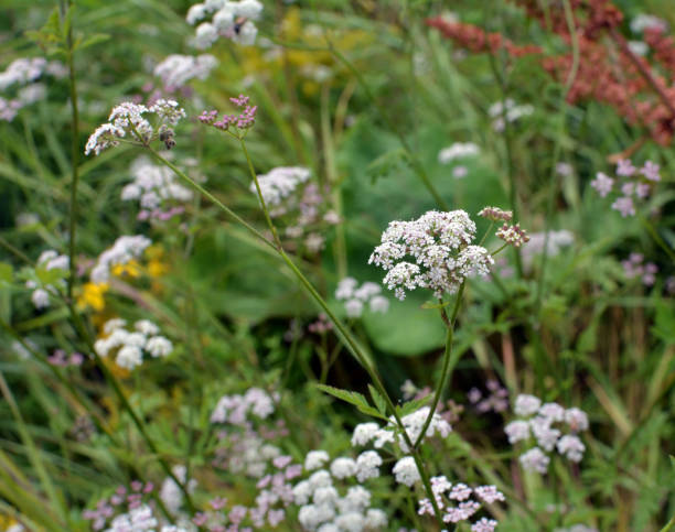 istock Torilis japonica grows in the wild 1418843451