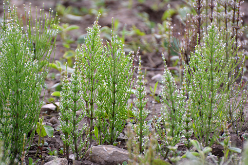 Horsetail field (Equisetum arvense) grows in the wild.