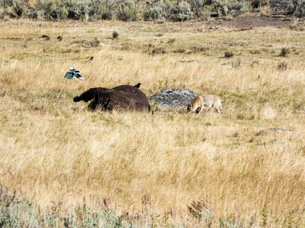 istock Dead bison. Yellowstone National Park. 1418843728
