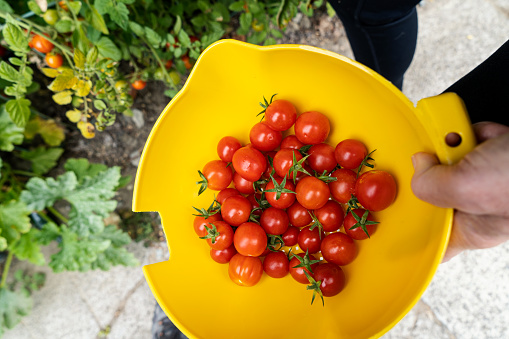 Picking Fresh Cherry Tomatoes from the Garden