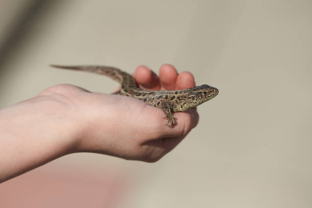 istock Child holding a lizard in his hands 1418844765