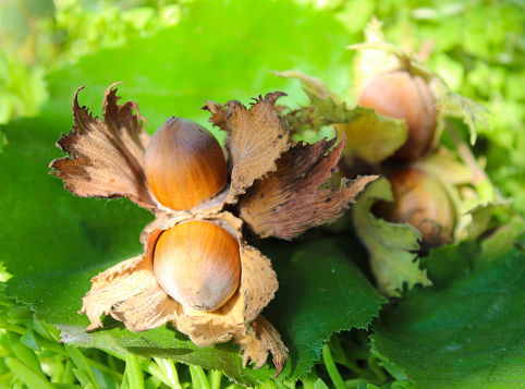 Ripe hazelnut in the natural environment