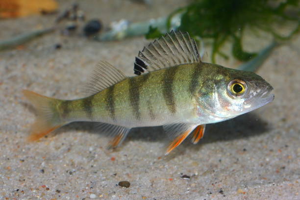 istock The European perch (Perca fluviatilis) common perch, redfin perch, big-scaled redfin, Hatch, poor man’s rockfish in the underwater habitat 1418846766